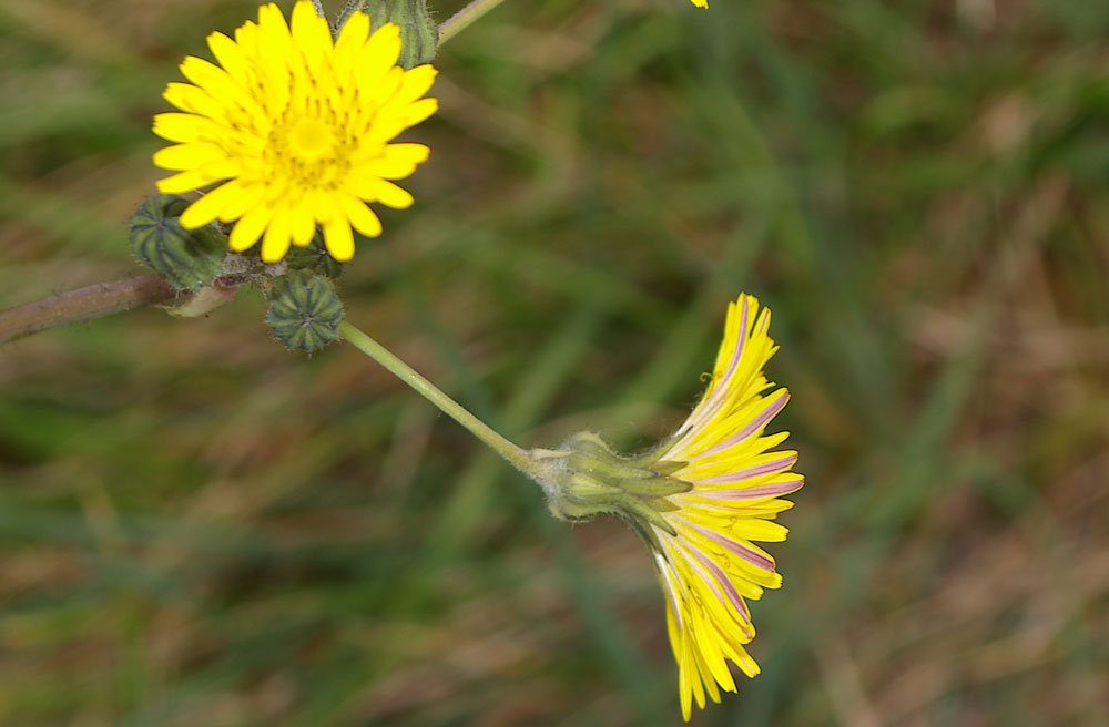 Sonchus asper